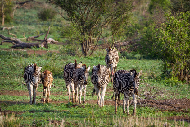 istock Plains zebra in Kruger National park, South Africa 875651732