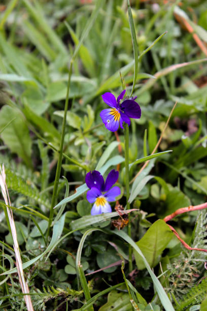 istock beautiful flowers, blossom in spring, Kaunertal, Austria 875651944