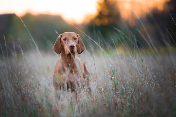 istock hungarian hunter dog in autumn time 875654800