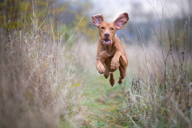 istock hungarian flying hunter dog in autumn time 875654806