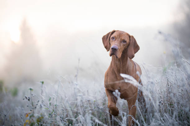 cane da caccia ungherese in tempo invernale libero - animal dog winter snow foto e immagini stock