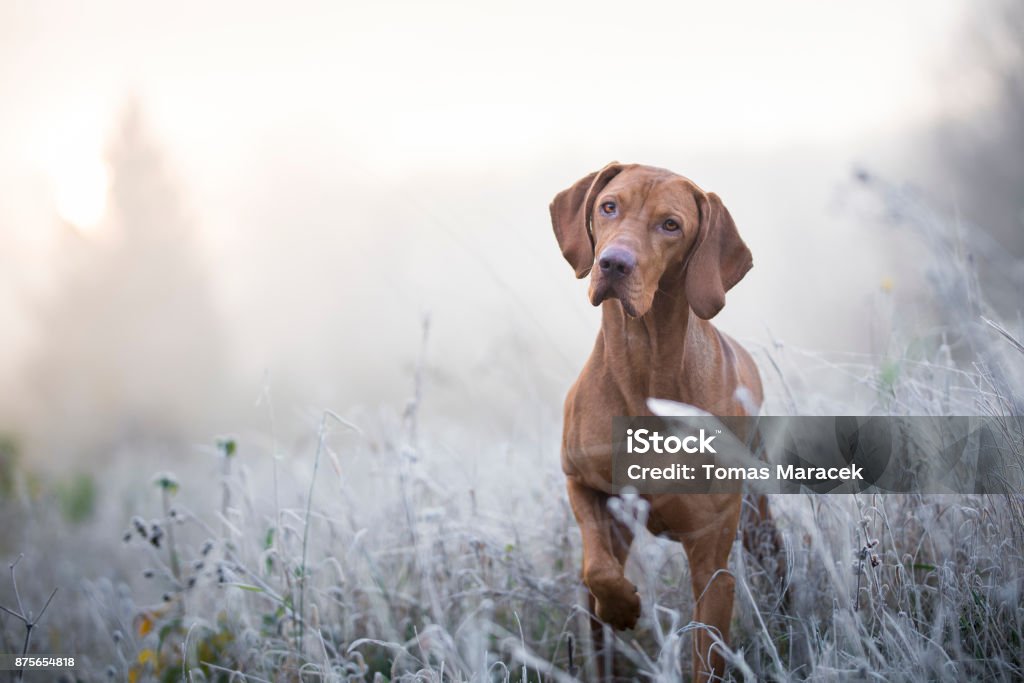 トランシルバニアン ・ ハウンド犬 freezy 冬時間 - 犬のロイヤリティフリーストックフォト