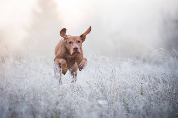 Photo of Hungarian hound dog in freezy winter time