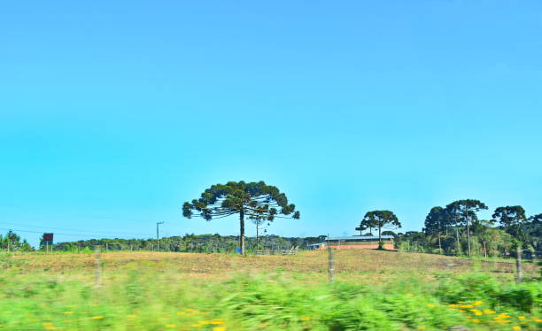 istock Beautiful landscape with pines 875662760