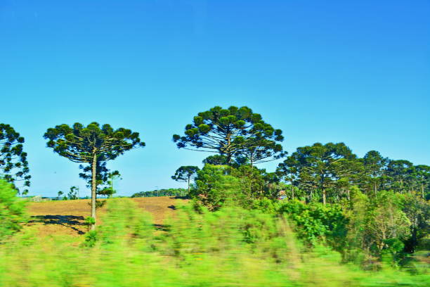 Beautiful landscape with pine trees under environmental protection, a beautiful blue sky, paths decorated with hydrangeas, the background plantations giving a beautiful contrast in the landscape and lawn area. Photo taken on 11.16.2017 in Campo Alegre, Santa Catarina, Brazil, a great tourist and leisure destination.