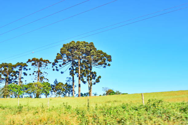 istock Beautiful landscape with pines 875662890