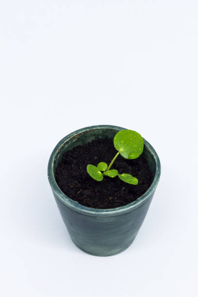 istock Pilea peperomioides, money plant, baby. 875669600