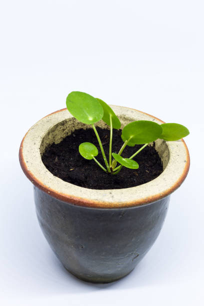 istock Pilea peperomioides, money plant, baby. 875669660