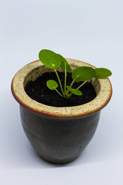 istock Pilea peperomioides, money plant, baby. 875669950