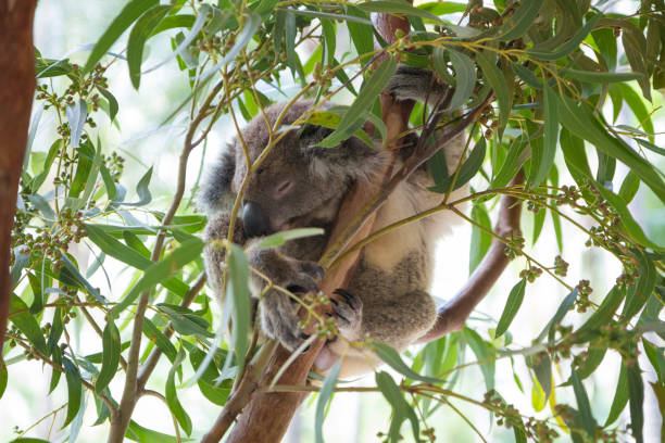 Cute Baby Koala joey hangs from a tree sleeping stock photo
