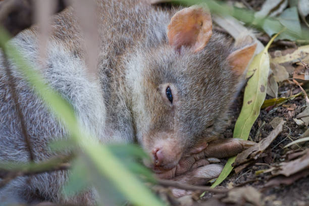 작은 귀여운 쥐캥거루 바닥에 자 - potoroo 뉴스 사진 이미지