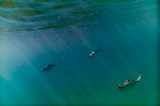 Fishes in Cyprus sea