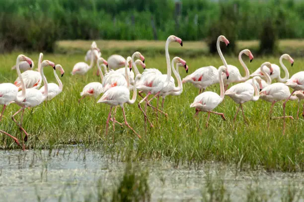 Large group of flamingos walking through the marshes of the Camargue natural reserve in southern France