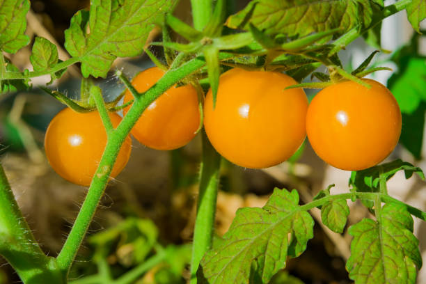 istock The tomato is yellow with orange on the branch 875677638