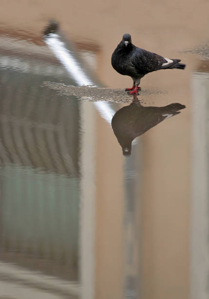 istock Pigeon in the middle of a puddle looking at his own reflection 875680954