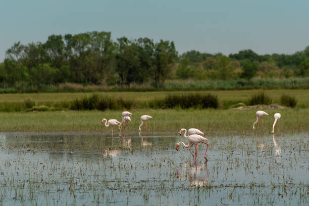 istock Group of Flamingos 875680962