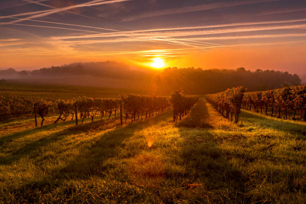 schöner sonnenuntergang landschaft weinberg bordeaux frankreich - wine region stock-fotos und bilder