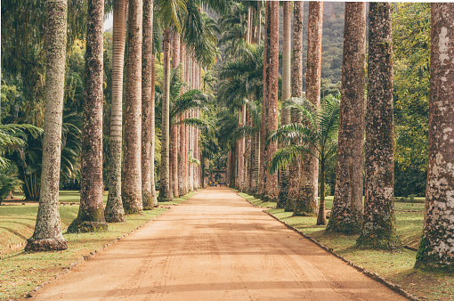 internal street from the Botanical Gardens, with centennial palm trees