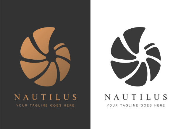nautilus-kopya - sarmal deniz kabuğu illüstrasyonlar stock illustrations