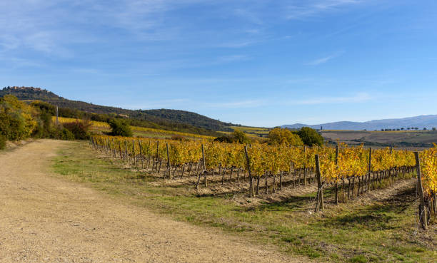 istock vineyard in autumn, tuscany, italy 875685108