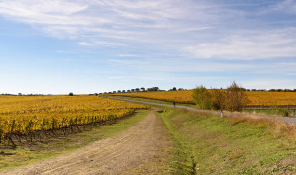 istock vineyard in autumn, tuscany, italy 875685178