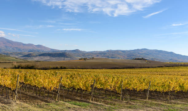 istock vineyard in autumn, tuscany, Italy 875685556