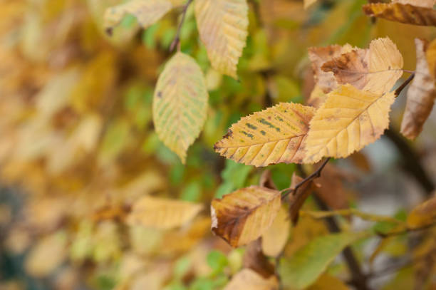 istock yellow leaves on a hornbeam branches in a autumn day 875688482