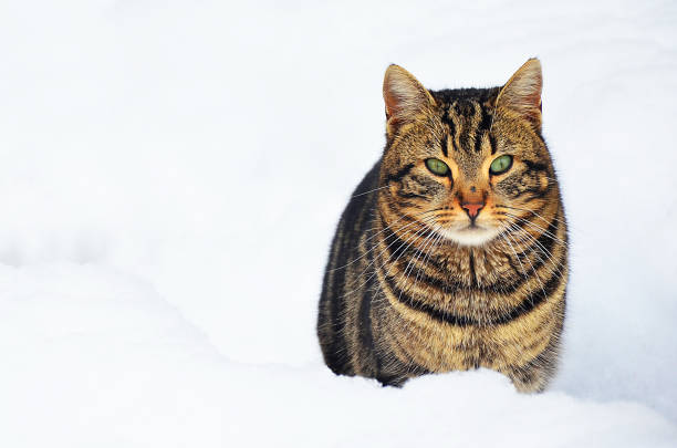 istock The cat hiding under the snow 875688654