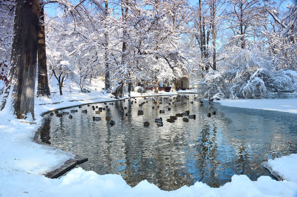 Winter, Snow, Sun, Bird, Duck