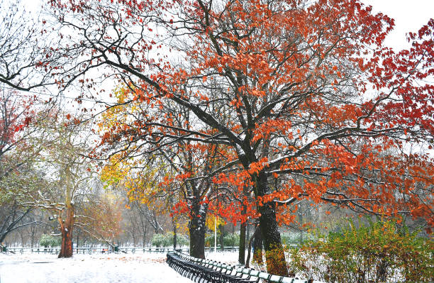istock Colorful fall and early snow. Autumn meets winter. First snow 875688928