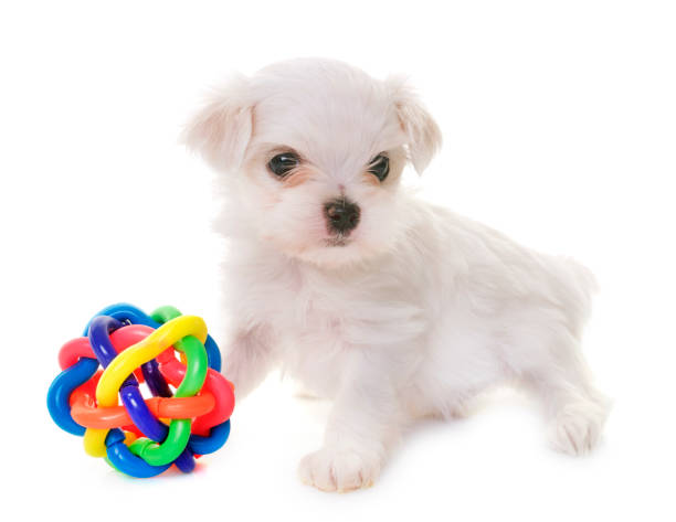 istock puppy maltese dog 875692898