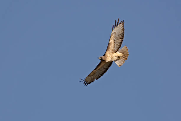 istock Bird hawk soars high above Los Angeles park 875693610