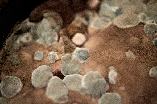Close-up of mold