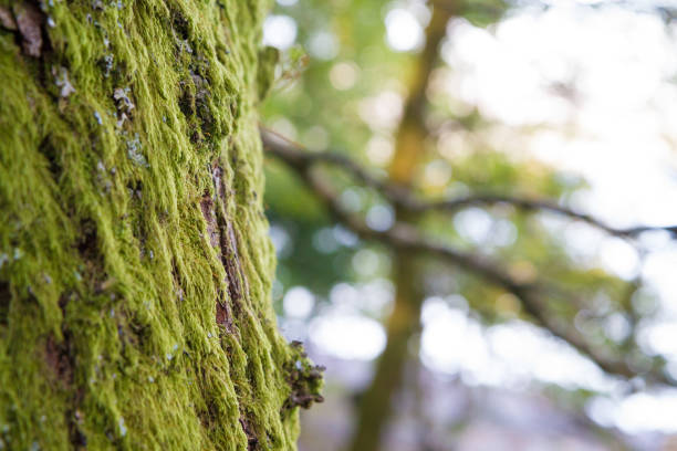 Thick moss covering a trunk with a shallow depth of field A slightly different perspective, this photos shows a close up of moss covering the trunk of a tree kendall stock pictures, royalty-free photos & images