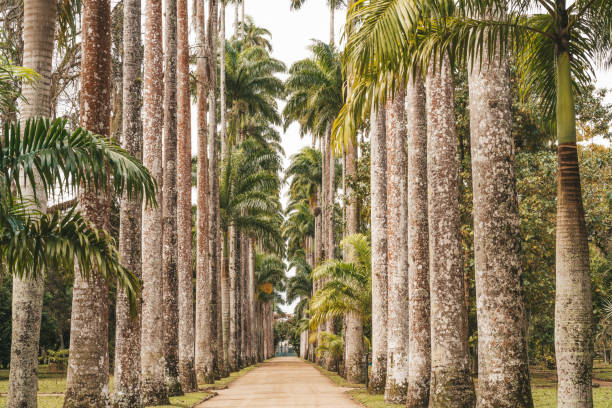 istock Botanical Garden, Rio de Janeiro, Brazil 875697070