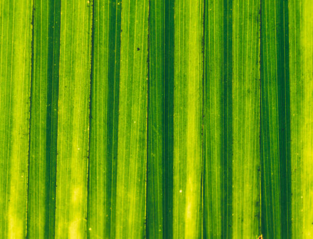 Tropical Palm Leaves , Brazil