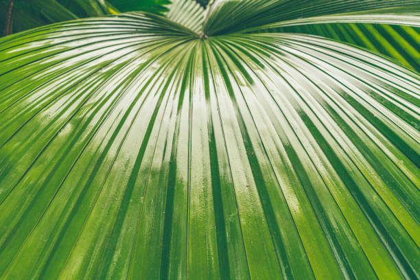 istock Tropical Palm Leaves detail , Brazil 875700438