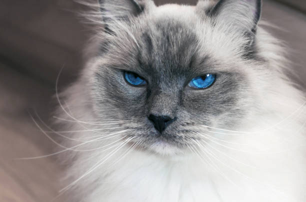 istock portrait of beautiful ragdoll cat with blue eyes 875701372