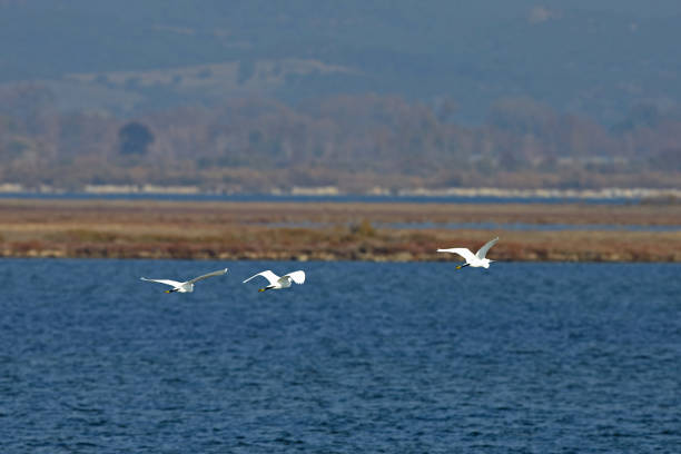 istock View of flying herons in Evros river, Greece. 875704376
