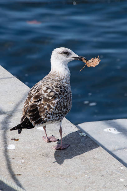 istock Seagull with autumn coloured leaf in beak 875704546