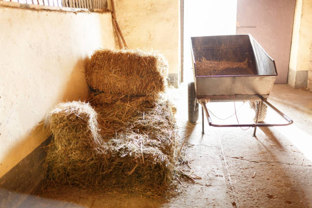 A shed with straw, next to a wheelbarrow for transporting straw.