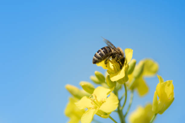 istock Bee collects honey from the blue sky - rape blossom in spring 875710968