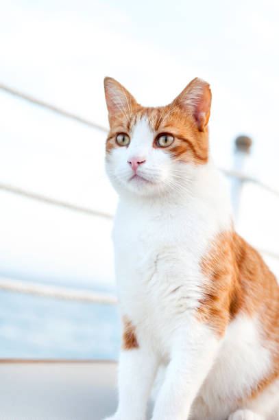 Red cat sitting and waiting on harbor of Mediterranean sea. Vibrant colored vertical summertime outdoors image.