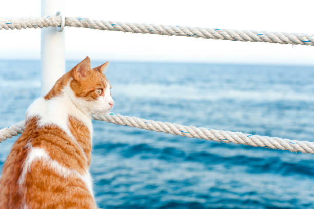 Cute red cat looking away sitting and waiting on harbor of Mediterranean sea coastline. View from backside. Vibrant colored horizontal summertime outdoors image with blue water background.