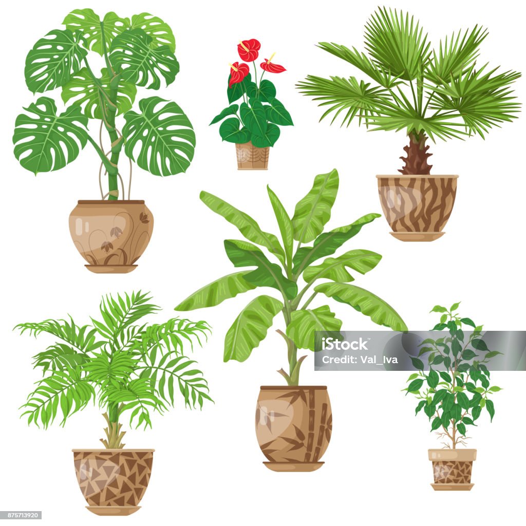Potted Plants Set Potted tropical Plants Set.  Palm trees, banana plant, Anthurium, ficus, washingtonia, monstera in flowerpots isolated on white. Vector flat illustration. Monstera stock vector
