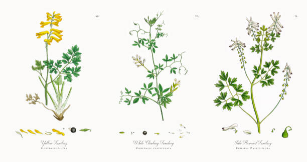 Yellow Fumitory, Corydalis Lutea, Victorian Botanical Illustration, 1863 Very Rare, Beautifully Illustrated Antique Engraved and Hand Colored Victorian Botanical Illustration of Yellow Fumitory, Corydalis Lutea, Victorian Botanical Illustration, 1863 Plants. Plate 69, Published in 1863. Source: Original edition from my own archives. Copyright has expired on this artwork. Digitally restored. corydalis lutea stock illustrations