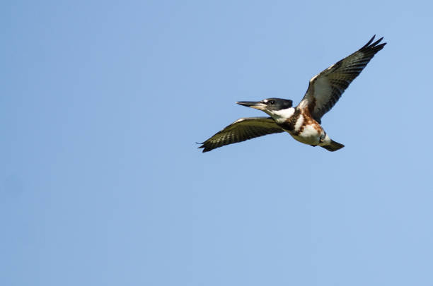 istock Belted Kingfisher Flying in a Blue Sky 875715222