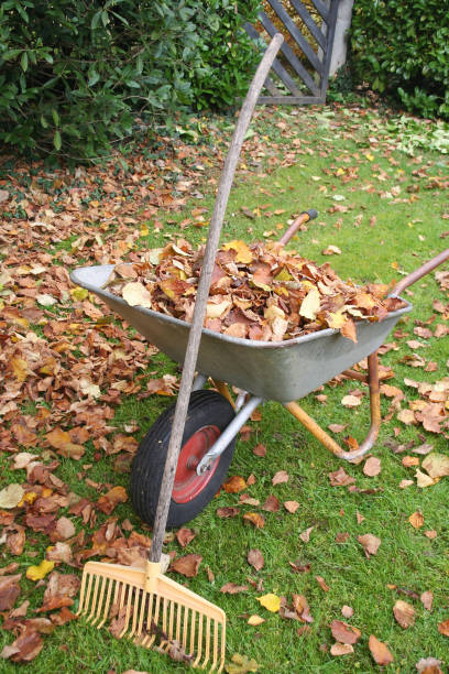 istock Autumn leaves in the garden 875717844