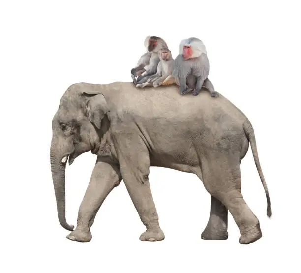 Animal friendship. Three monkey hamadry are riding on the back of an elephant. Isolated on white background