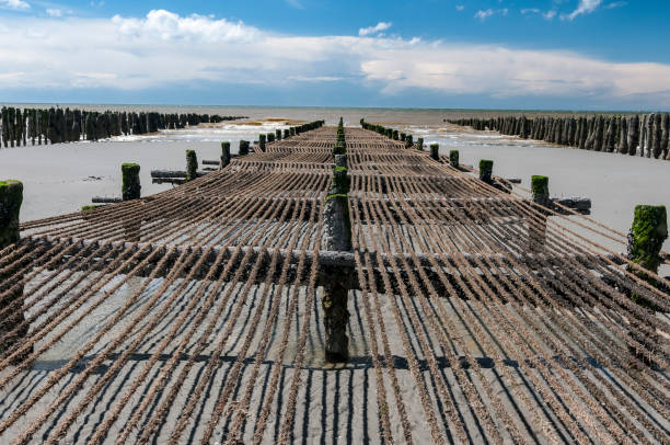 Erosion of marine protection on the beach, Ijsselmeer, Friesland, Netherlands